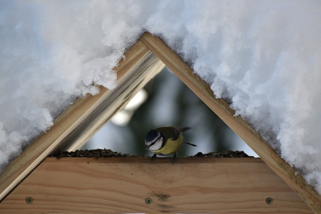 blue tit in winter garden feeder