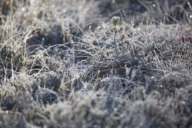 Icy grass in winter garden